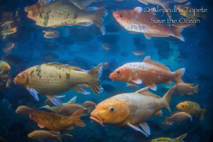 Coy Fishes in river, Las Estacas Mexico by Alejandro Topete 